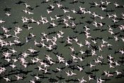 Tim Fitzharris - Lesser Flamingo flock flying lake, Kenya