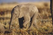 Tim Fitzharris - African Elephant baby, Kenya