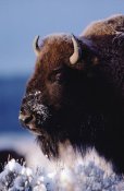 Tim Fitzharris - American Bison portrait in snow, North America