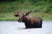 Tim Fitzharris - Moose male raising its head while feeding in lake, North America