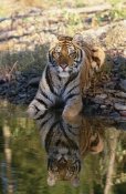 Tim Fitzharris - Siberian Tiger resting along water's edge