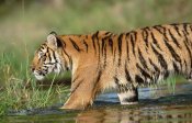 Tim Fitzharris - Siberian Tiger walking through a shallow river