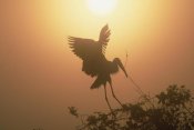 Tim Fitzharris - Wood Stork collecting nesting material, Everglades National Park, Florida