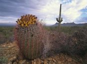 Tim Fitzharris - Saguaro and Giant Barrel Cactus with Panther and Safford Peaks, Arizona