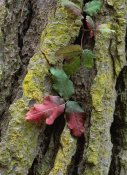 Tim Fitzharris - Poison Oak on Monterey Pine bark, Pt Lobos, California