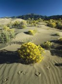 Tim Fitzharris - Coyote tracks and flowering shrubs, Great Sand Dunes, Colorado
