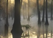 Tim Fitzharris - Bald Cypress grove in freshwater swamp at dawn, Lake Fausse Pointe, Louisiana