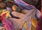 Tim Fitzharris - Acorns, Oak, Cherry and Sumac, fall, Petit Jean State Park, Arkansas