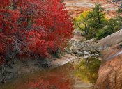 Tim Fitzharris - Maple and Cottonwood trees in autumn, Zion National Park, Utah