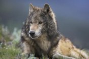 Tim Fitzharris - Gray Wolf resting, North America