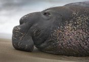Tim Fitzharris - Northern Elephant Seal bull, California