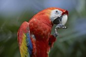 Tim Fitzharris - Scarlet Macaw eating, Costa Rica