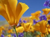 Tim Fitzharris - California Poppy flowers, Antelope Valley, California