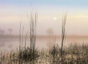 Tim Fitzharris - Reeds in Sweet Bay Pond, Everglades National Park, Florida