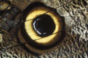 Konrad Wothe - Forest Giant-Owl butterfly wing showing eye-mark, Germany
