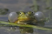 Konrad Wothe - Edible Frog croaking in pond, Germany