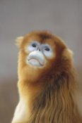 Konrad Wothe - Golden Snub-nosed Monkey , Wildlife Safari Park, Beijing, China