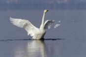 Konrad Wothe - Whooper Swan flapping wings, Lake Kussharo-ko, Hokkaido, Japan