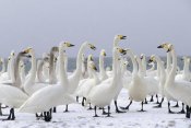Konrad Wothe - Whooper Swan wintering flock, Lake Kussharo-ko, Hokkaido, Japan
