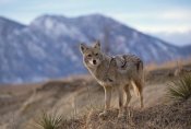 Konrad Wothe - Coyote on ridge line, Alleens Park, Colorado