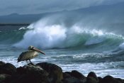 Konrad Wothe - Brown Pelican and ocean waves, Galapagos Islands, Ecuador
