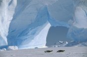 Konrad Wothe - Emperor Penguin pair tobogganing, Antarctica