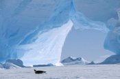 Konrad Wothe - Emperor Penguin tobogganing in front of iceberg, Antarctica