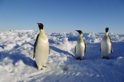 Konrad Wothe - Emperor Penguin trio standing on ice field, Antarctica
