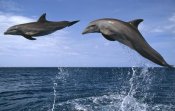 Konrad Wothe - Bottlenose Dolphin pair leaping, Honduras