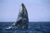 Konrad Wothe - Gray Whale breaching, Pacific Ocean