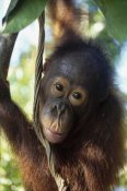 Konrad Wothe - Orangutan juvenile, Tanjung Puting National Park, Borneo