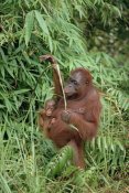 Konrad Wothe - Orangutan mother with baby, Tanjung Puting National Park, Borneo