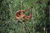 Konrad Wothe - Orangutan pair, Gunung Leuser National Park, Sumatra