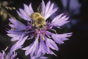 Konrad Wothe - Honey Bee collecting pollen on purple flower, Germany