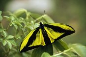 Konrad Wothe - Goliath Birdwing butterfly male, rare species, Irian Jaya, Indonesia