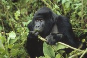 Konrad Wothe - Mountain Gorilla male feeding on vegetation, central Africa