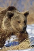 Konrad Wothe - Brown Bear eating dry grasses in winter, Germany