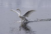 Konrad Wothe - Whooper Swan landing on lake, Japan