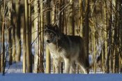 Konrad Wothe - Timber Wolf camouflaged amid birch forest, North America