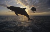 Konrad Wothe - Bottlenose Dolphin leaping, Caribbean