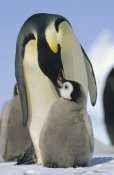 Konrad Wothe - Emperor Penguin parent feeding chick, Antarctica