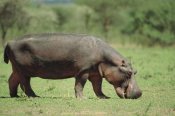 Konrad Wothe - Hippopotamus grazing on grass, Africa