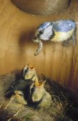 Konrad Wothe - Blue Tit parent delivering caterpillar to chicks in nest, Europe