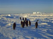 Konrad Wothe - Emperor Penguin group walking on ice, Antarctica
