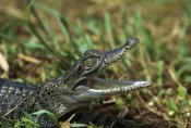 Konrad Wothe - New Guinea Crocodile baby, New Guinea, Indonesia