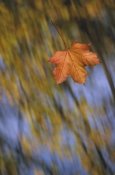 Konrad Wothe - Falling Maple leaf, Germany