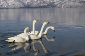 Konrad Wothe - Whooper Swan group on icy lake, Kussharo-ko, Hokkaido, Japan