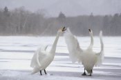 Konrad Wothe - Whooper Swan pair arguing, Kussharo-ko, Hokkaido, Japan