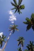 Konrad Wothe - Coconut Palm trees and blue sky, Dominican Republic