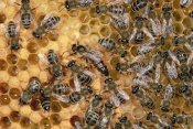 Konrad Wothe - Honey Bee colony on honeycomb with queen, Germany